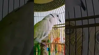 Puter Pelung Gacor Suara Panjang Memanggil Lawan ‼️