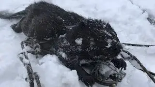 ОХОТА НА БОБРА!5 КАПКАНОВ-4 БОБРА!