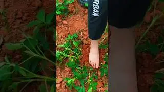 One Simple Tip: Get a Bountiful Peanut Harvest