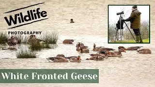 WHITE FRONTED GEESE & Floods - UK WILDLIFE and NATURE Photography
