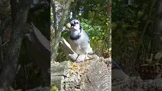 Blue Jay Bird Swallows Entire Acorn!