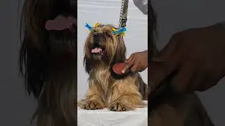 JAMSHEDPUR KENNEL SHOW#2026#DOG SHOW#VIRAL #VIDEO