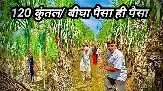 120 कुंतल/ बीघा की पैदावार बताया फ़ार्मूला !! 20 बीघे से 50 वाले को टक्कर!! vikas चौधरी!! 