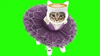 OIIA OIIA BALLERINA CAPPUCCINA Spinning CAT