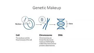 Developmental Psychology Session 9 - Mechanisms of Heredity