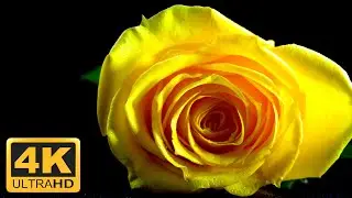 🌹 Red & Yellow Rose in 4K Macro | Stunning Close-Up with Light, Shadows & Water Effects