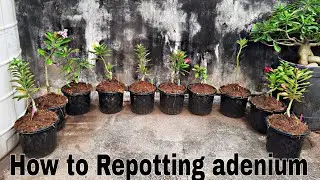 How to report adenium plant.| Repotting adenium in big pot.