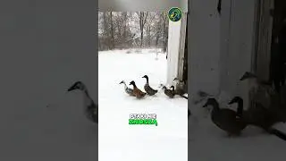 Ducks See Snow For The First Time 😂🦆 #shorts