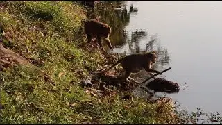 Monkey Walking in Shallow Water of Moat For Eat and Enjoy,Near Water