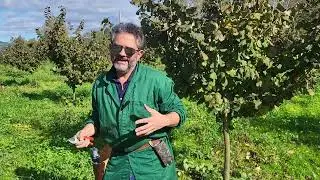 NOCCIOLO IL MONOCAULE SOLO VANTAGGI