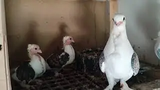 GÜVERCİN KÜMESLERİNDE NELER OLUYOR - MAŞALLAH DEMEYİ UNUTMAYIN :)  #güvercin #pigeon #animals