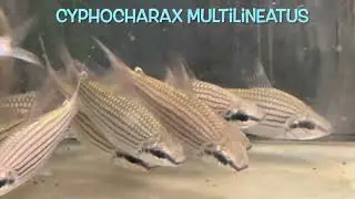 Cyphocharax multilineatus