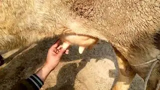 cattle udder size increase