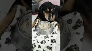 Dogs Try Regional Styles of Eating