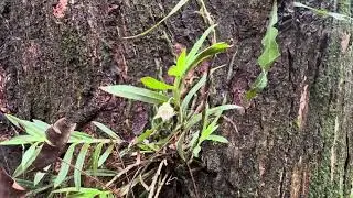 Orqu&iacute;dea, Dichaea panamensis, Jard&iacute;n Bot&aacute;nico, Iriria, R&iacute;o Cuarto.