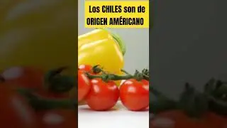 Los chiles son de Origen Am&eacute;ricano #chiles #origen #americano #m&eacute;xico #variedades #pimientos #picor