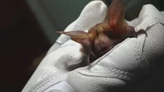 Health officials urge Outagamie County residents to take precautions after bat tests positive for ra