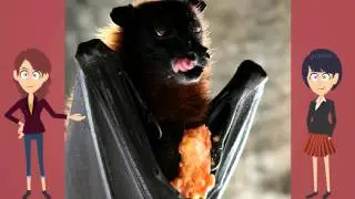 Interesting Music Video Book For Kids About Bats