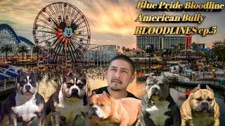 American Bully Bloodlines: Blue Pride (Episode 4)