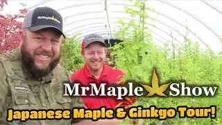 Japanese Maple & Ginkgo Nursery Tour! 2 gallon XL House #26 | MrMaple.com Walkthrough Wednesday