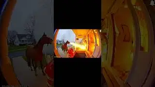 Fire and Monkey