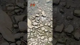 Common wolf snake #youtubeshorts #viralshort #trendingshorts #viralvideo #shorts #short #wolfsnake ￼