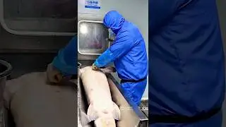 The process of caviar extraction #shorts #trending #farming