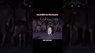 Leopard vs buffalo #trending #animals #wildlife #leopard #vs #buffalo #shorts #youtube#youtubeshorts