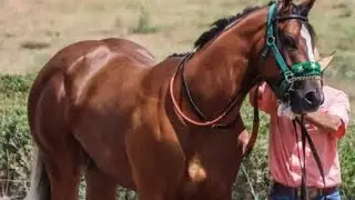 el rayo cuadra la solitaria vs el bandido cuadra lucero vs el barco cuadra carpinteros