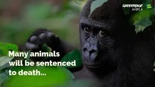 Will You Help Save Our Forests!