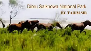 &ldquo; Feral Horses of Dibru Saikhowa - Wild Beauty of Assam !