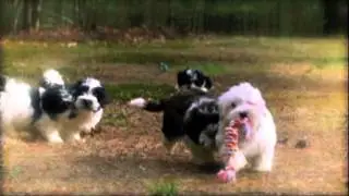 Blossom Havanese Clips From Too Cute Puppies Episode