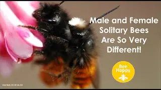 Differences between Male and Female Solitary Bees
