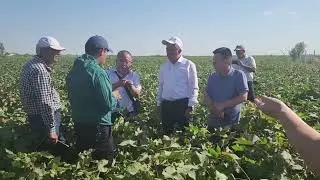 Drip irrigation system project of thousand acres of cotton farmland in Bukhara Oblast, Uzbekistan.