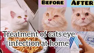 Treatment of cat's watery eyes and eye infection | What's the reason of billu eye infection