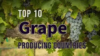 Top Ten Grape Producing Countries