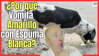 🔴 &iquest;PORQUE MI PERRO VOMITA AMARILLO CON ESPUMA BLANCA? 🔴