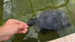 ¡¡Dando de comer a mis tortugas africanas!!🍗🐢