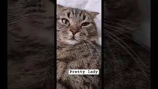 patient cats and owners&rsquo; experiments