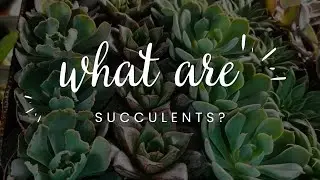 What are succulents?