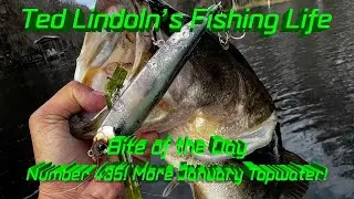 January Topwater Bite is 🔥. BOTD 435! Evergreen JT115 