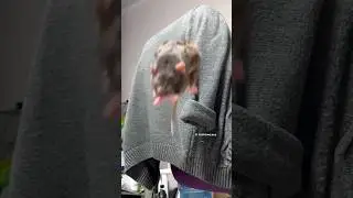 Funny Jumping Pet Rat 🐭