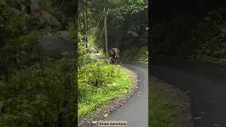 Tusker Elephant 🦣🚗 Road Show in Valparai to Athirapally