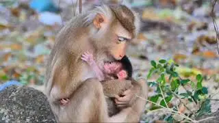 Dia ingin memenangkan situasi dengan menangis di samping ibu