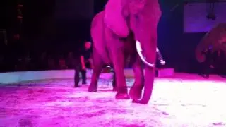 Elephant poops