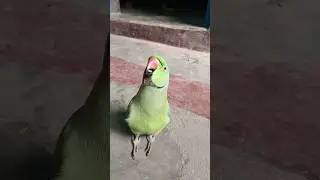 Mammi ek glass pani dedo #viralvideo #funny#talkingparot #comedy #shorts