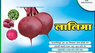 Advanta Beetroot #lalima 