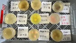 Die Fliegen wissen Bescheid. Monster-Liver ist das Proteinmonster unter den Boilies.