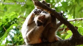 No longer present​ of Nala monkey, Still now presence mother Nanda & Nathan only