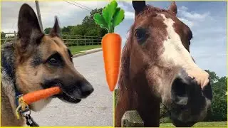 Dog brings Horse🥕a Delicious Carrot